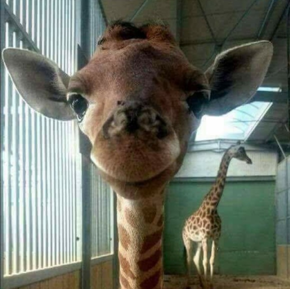 Meet your Posher, Tara - Picture 1 of 1